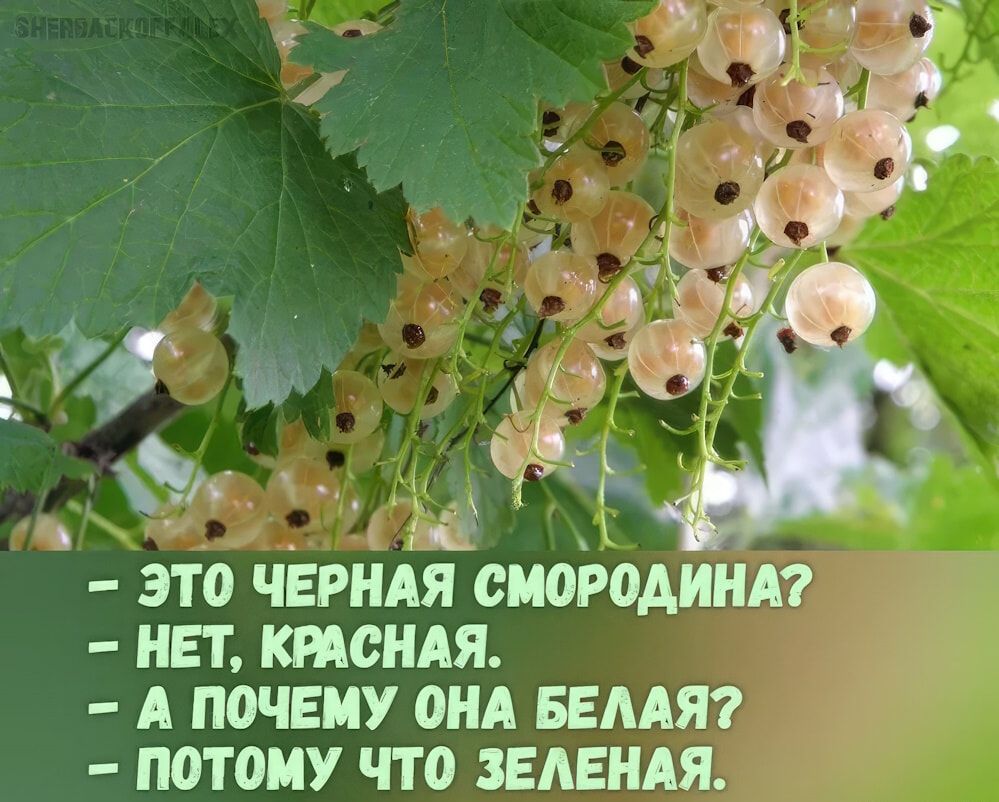 – Это черная смородина?
– Нет, красная.
– А почему она белая?
– Потому что зеленая.