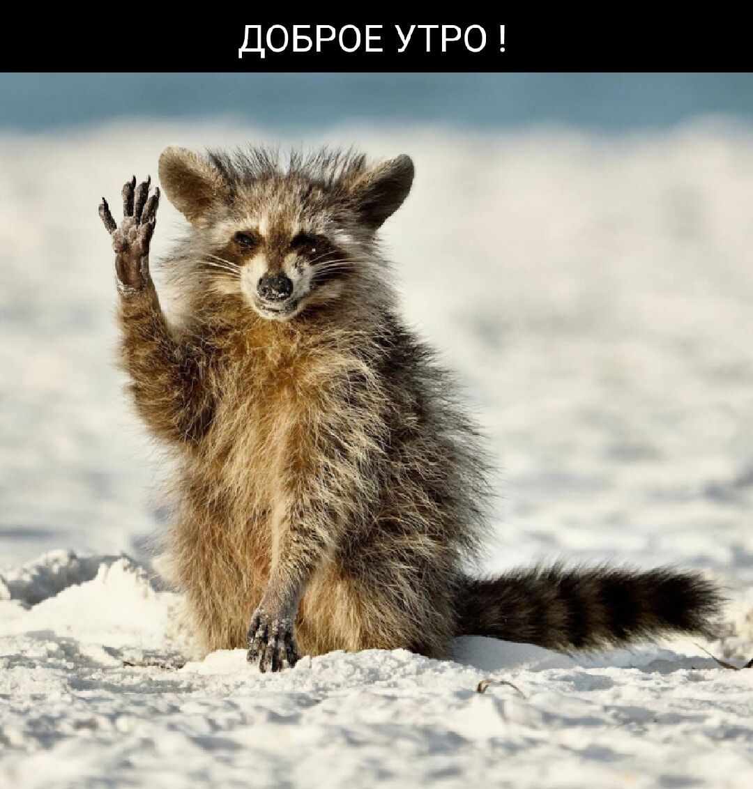 ДОБРОЕ УТРО !
