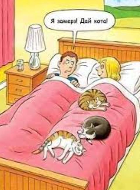 Я замерз! Дай кота!