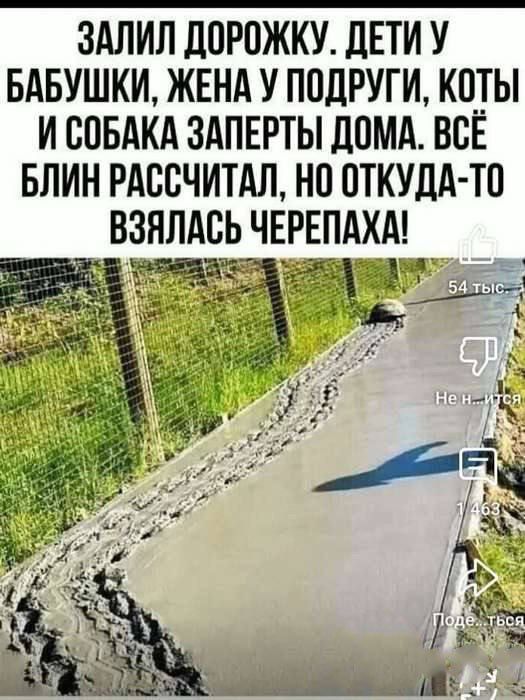 ЗАЛИЛ ДОРОЖКУ. ДЕТИ У БАБУШКИ, ЖЕНА У ПОДРУГИ, КОТЫ И СОБАКА ЗАПЕРТЫ ДОМА. ВСЁ БЛИН РАССЧИТАЛ, НО ОТКУДА-ТО ВЗЯЛАСЬ ЧЕРЕПАХА!