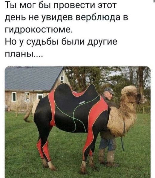 Ты мог бы провести этот день не увидев верблюда в гидрокостюме.
Но у судьбы были другие планы....
