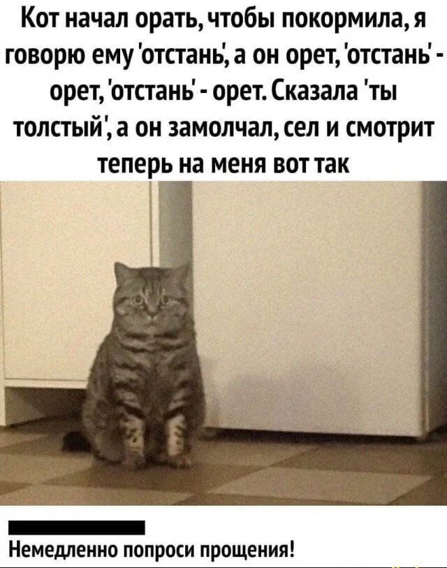 Кот начал орать, чтобы покормила, я говорю ему 'отстань', а он орет, 'отстань' - орет, 'отстань' - орет. Сказала 'ты толстый', а он замолчал, сел и смотрит теперь на меня вот так. Немедленно попроси прощения!