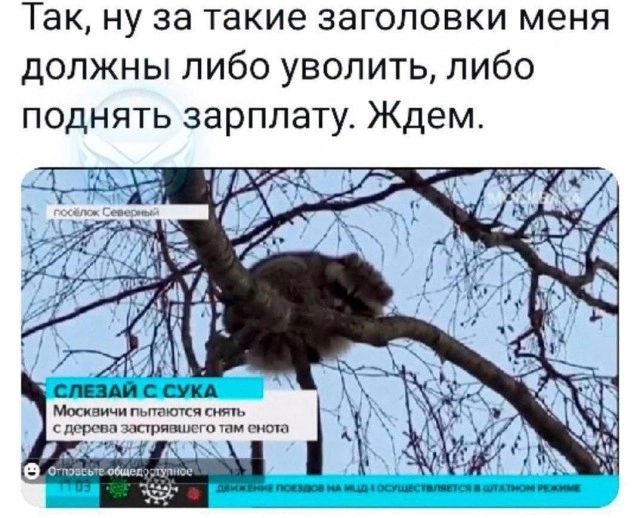 Так, ну за такие заголовки меня должны либо уволить, либо поднять зарплату. Ждем.

СЛЕЗАЙ С СУКА
Москва пытаются снять с дерева застрявшего там енота.