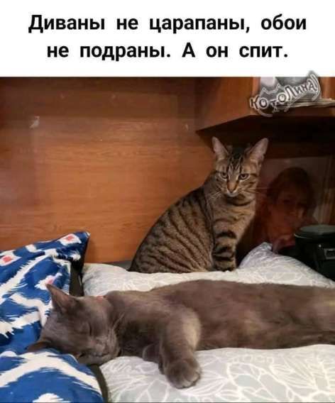 Диваны не царапаны, обои не подраны. А он спит.