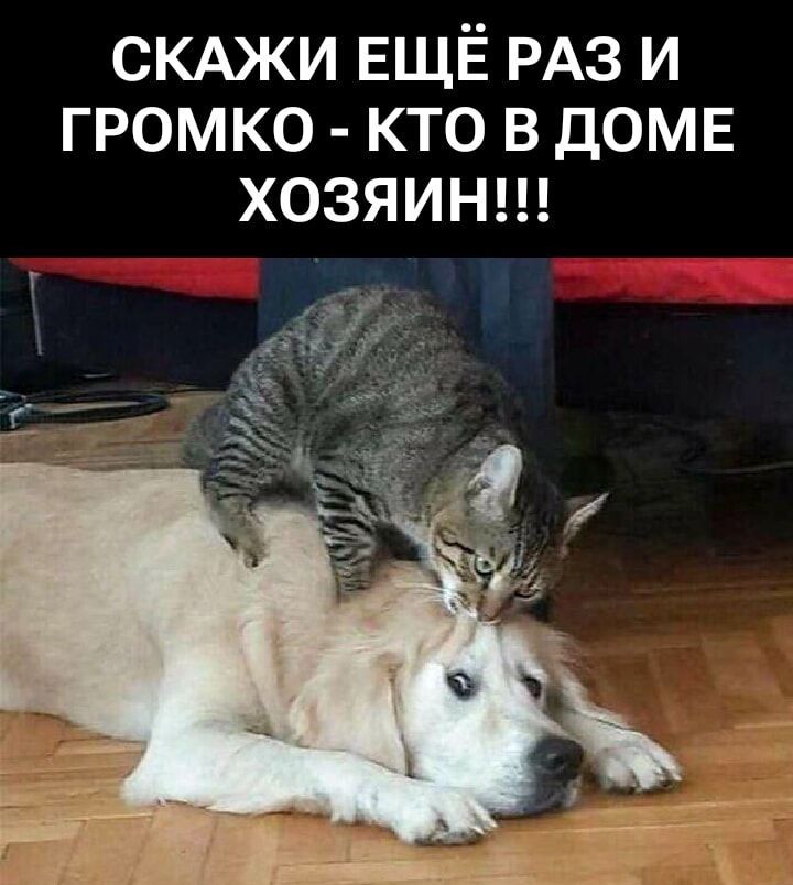СКАЖИ ЕЩЁ РАЗ И ГРОМКО - КТО В ДОМЕ ХОЗЯИН!!!
