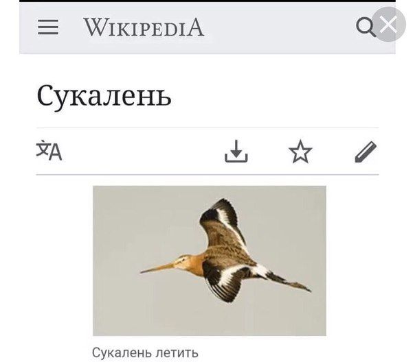 Сукаленъ
Сукаленъ летитъ