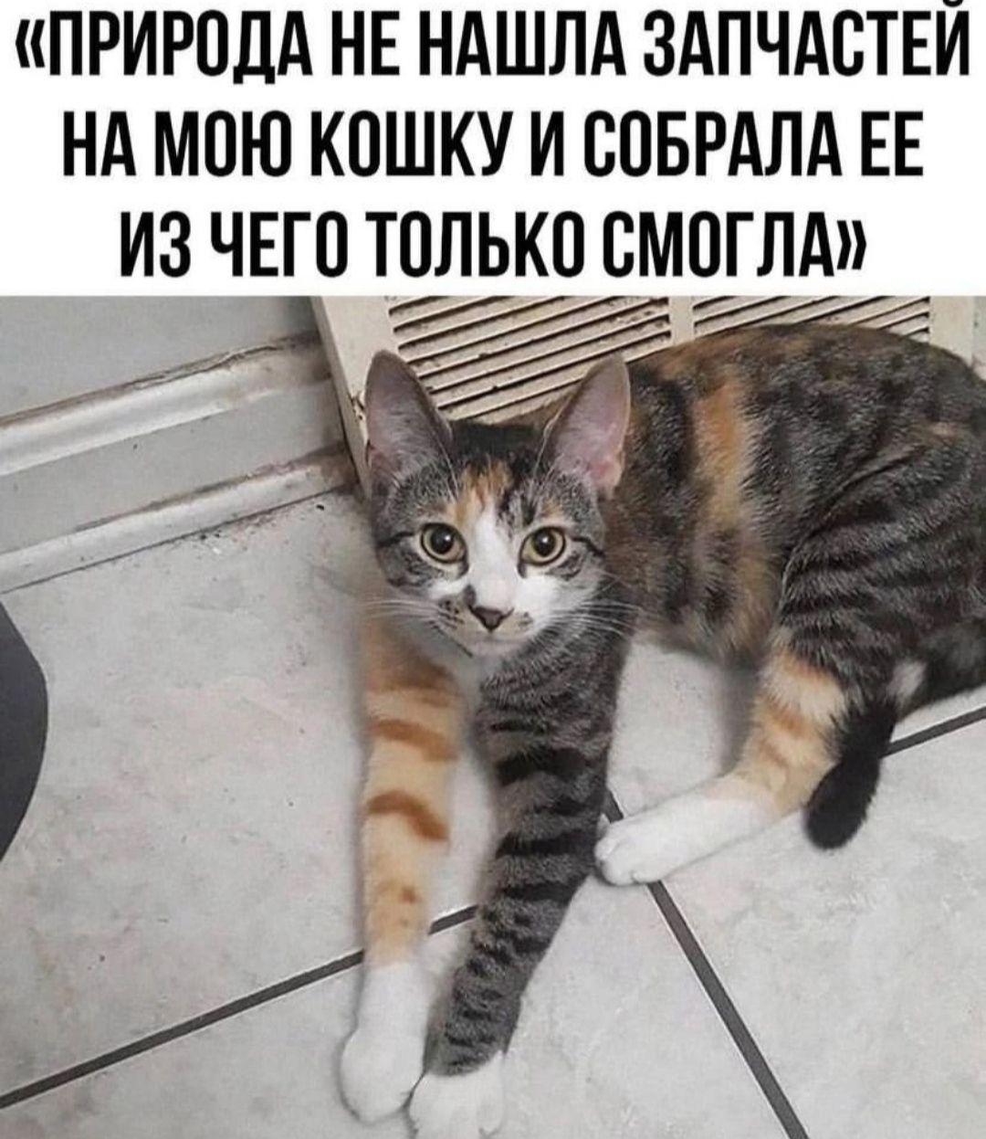 «ПРИРОДА НЕ НАШЛА ЗАПЧАСТЕЙ НА МОЮ КОШКУ И СОБРАЛА ЕЕ ИЗ ЧЕГО ТОЛЬКО СМОГЛА»