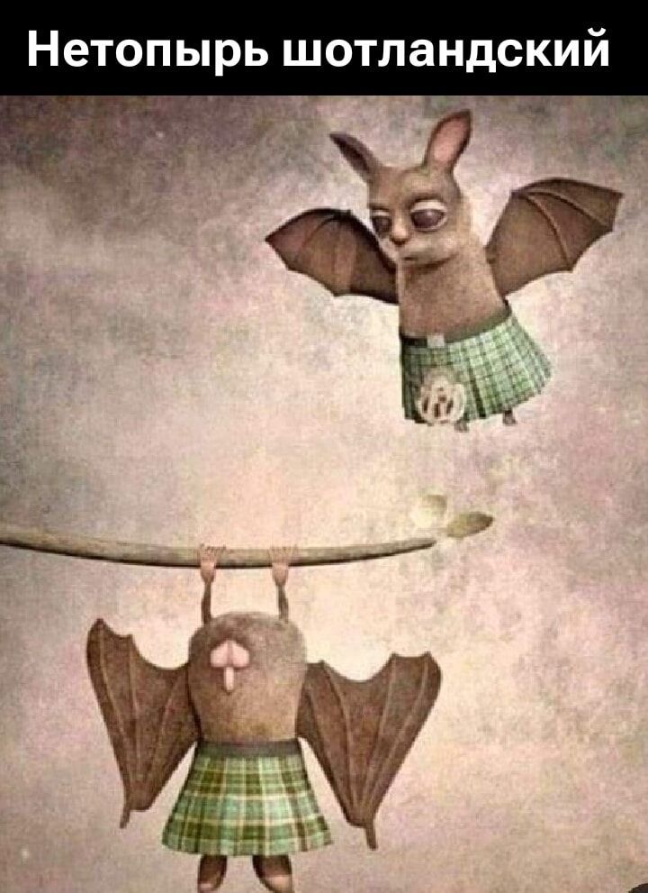 Нетопырь шотландский
