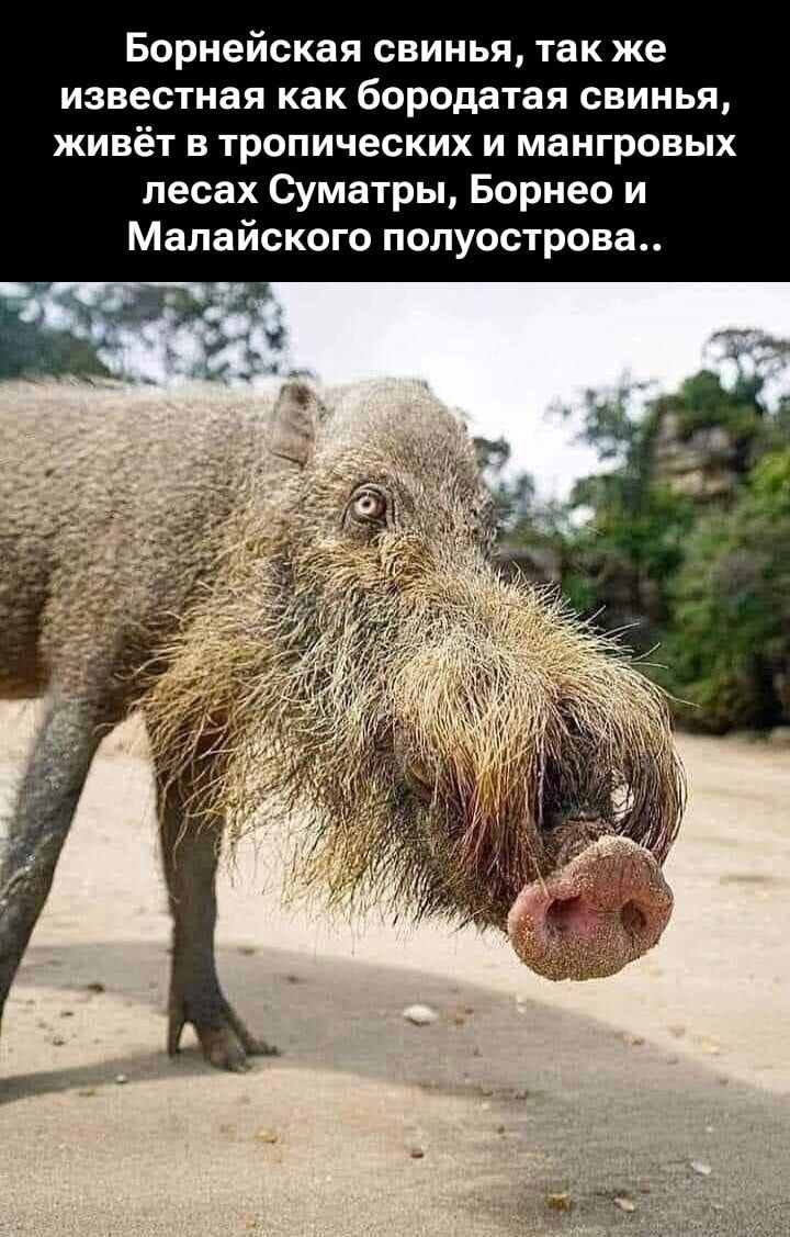 Борнейская свинья, так же известная как бородатая свинья, живёт в тропических и мангровых лесах Суматры, Борнео и Малайского полуострова..