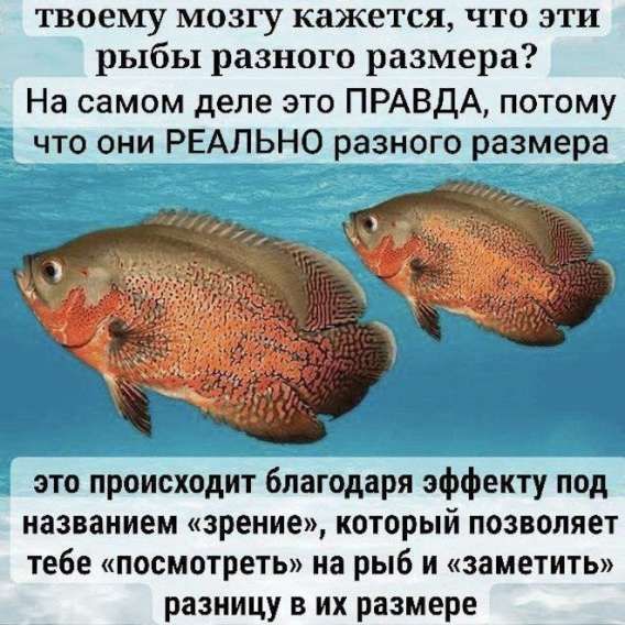 твоему мозгу кажется, что эти рыбы разного размера?
На самом деле это ПРАВДА, потому что они РЕАЛЬНО разного размера
это происходит благодаря эффекту под названием 
