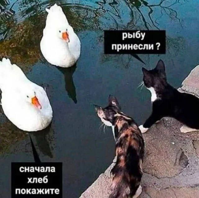 рыбу принесли ?
сначала хлеб покажите