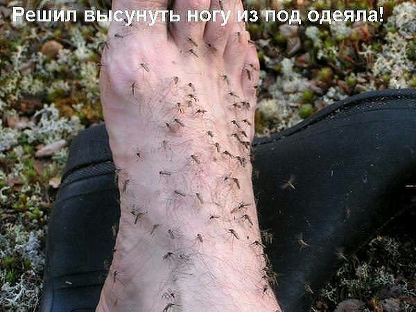 Решил высунуть ногу из под одеяла!