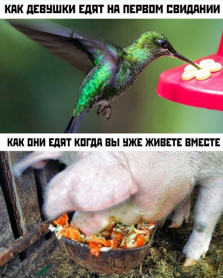 Как девушки едят на первом свидании
Как они едят когда вы уже живете вместе
