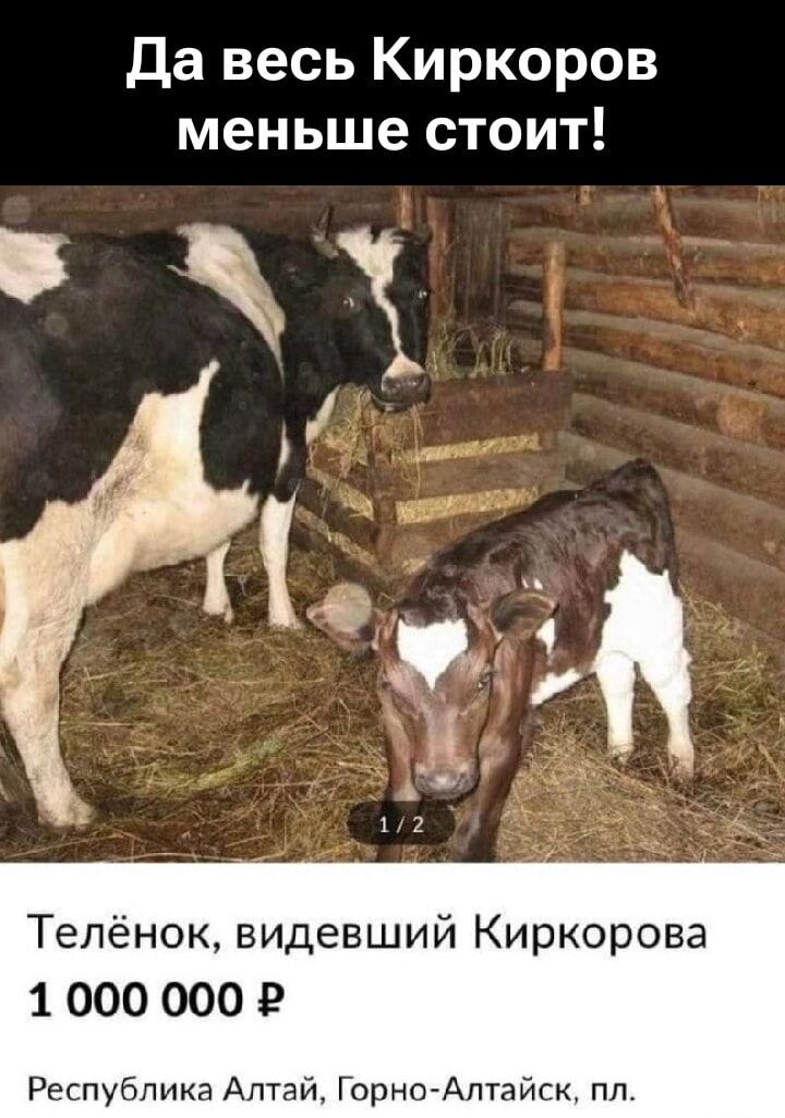 Да весь Киркоров меньше стоит!
Телёнок, видевший Киркорова
1 000 000 ₽
Республика Алтай, Горно-Алтайск, пл.
