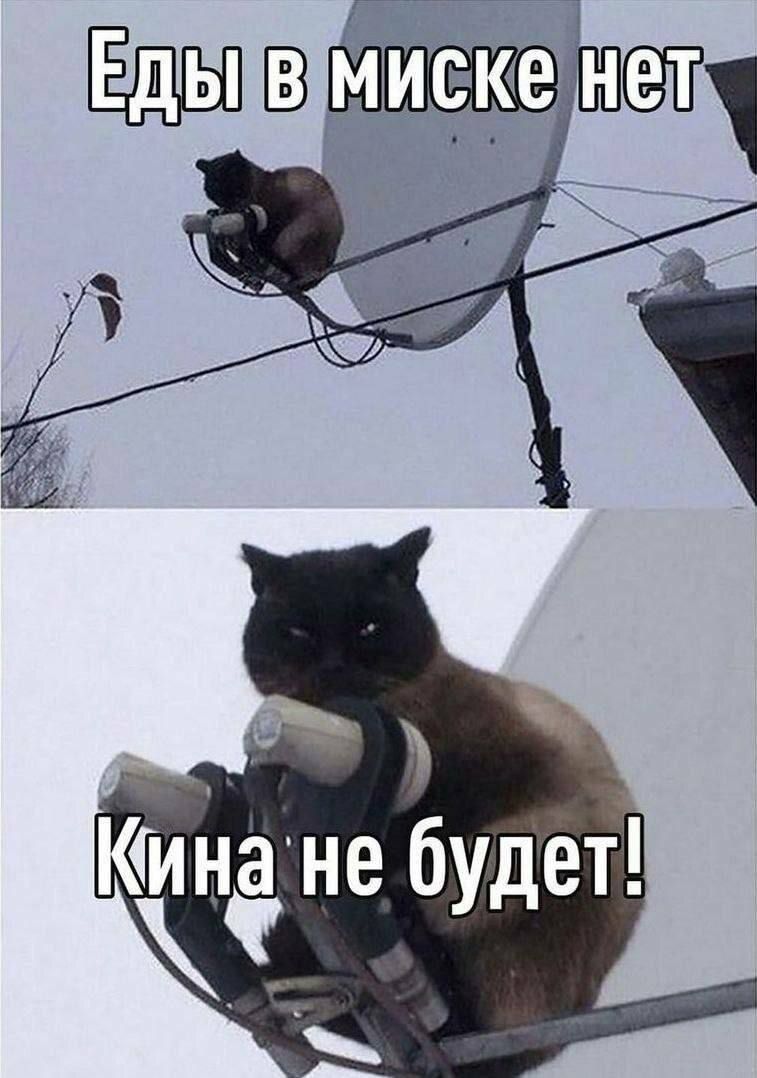 Еды в миске нет
Кина не будет!