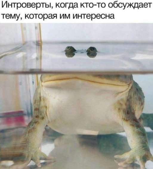 Интроверты, когда кто-то обсуждает тему, которая им интересна