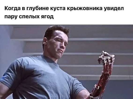 Когда в глубине куста крыжовника увидел пару спелых ягод