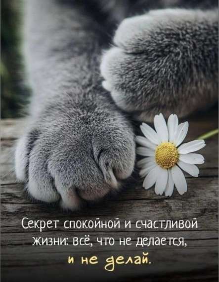 Секрет спокойной и счастливой жизни: всё, что не делается, и не делай.