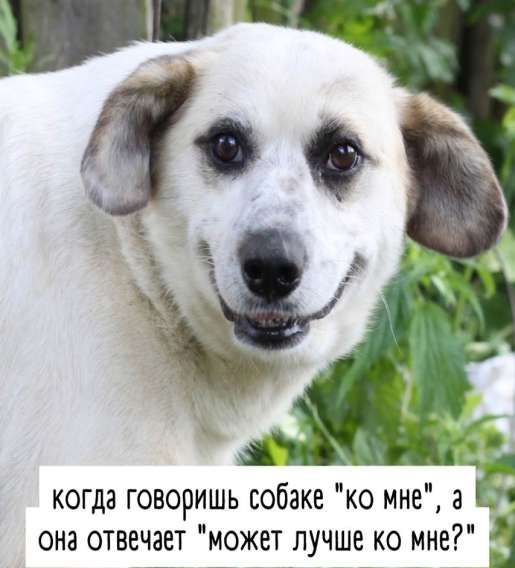 когда говоришь собаке 