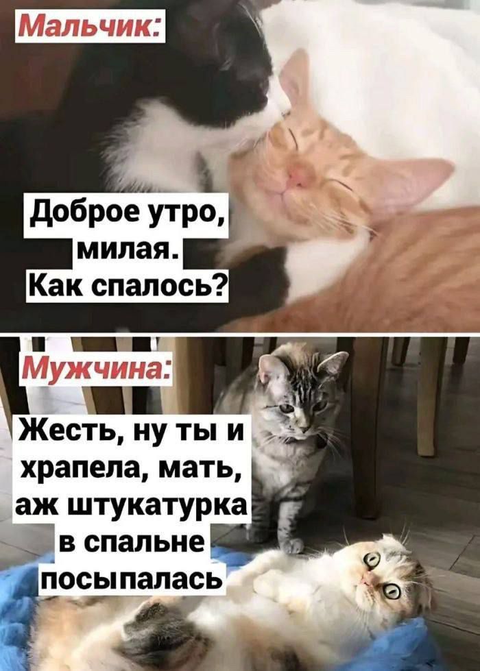 Мальчик: Доброе утро, милая. Как спалось?

Мужчина: Жесть, ну ты и храпела, мать, аж штукатурка в спальне посыпалась.
