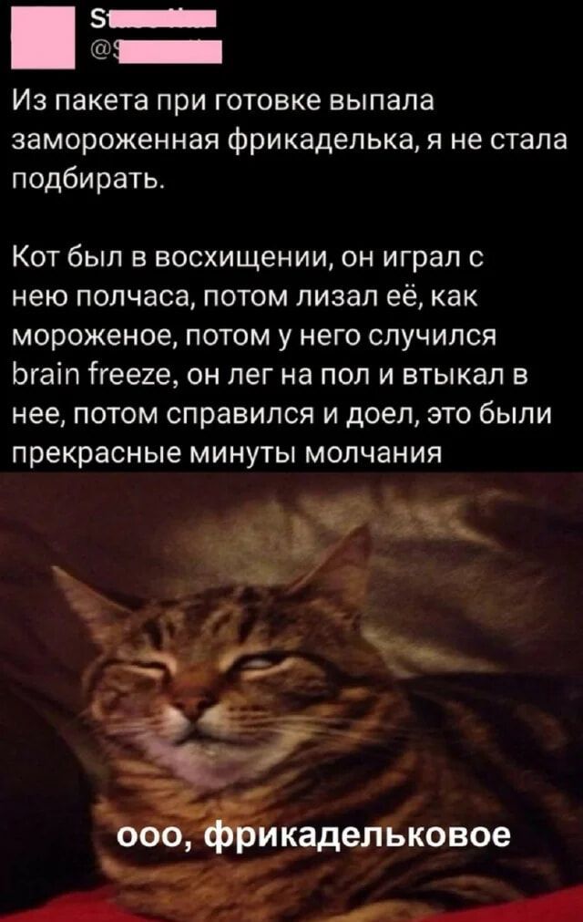Из пакета при готовке выпала замороженная фрикаделька, я не стала подбирать.
Кот был в восхищении, он играл с ней полчаса, потом лизал её, как мороженое, потом у него случился brain freeze, он leg на пол и втыкал в неё, потом справился и доел, это были прекрасные минуты молчания.
ooo, фрикадельковое
