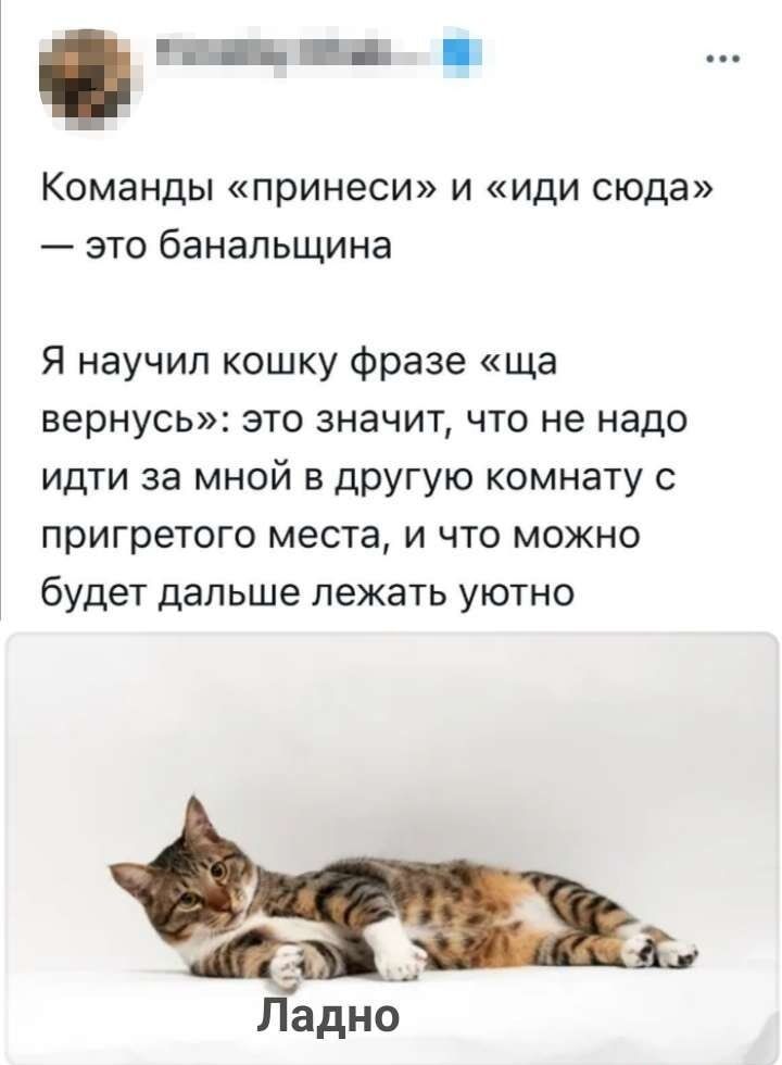 Команды «принеси» и «иди сюда» — это банальность

Я научил кошку фразе «ща вернусь»: это значит, что не надо идти за мной в другую комнату с пригретого места, и что можно будет дальше лежать уютно.