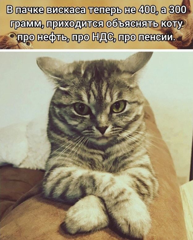 В пачке вискаса теперь не 400, а 300 грамм, приходится объяснять коту про нефть, про НДС, про пенсии.