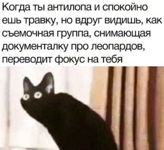 Когда ты антилопа и спокойно ешь травку, но вдруг видишь, как съемочная группа, снимающая документалку про леопардов, переводит фокус на тебя