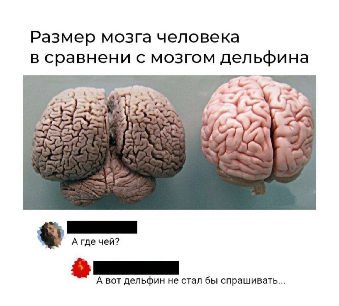 Размер мозга человека в сравнении с мозгом дельфина
А где чей?
А вот дельфин не стал бы спрашивать...