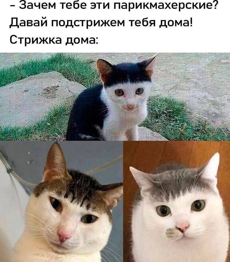 – Зачем тебе эти парикмахерские? Давай подстрижем тебя дома! Стрижка дома: