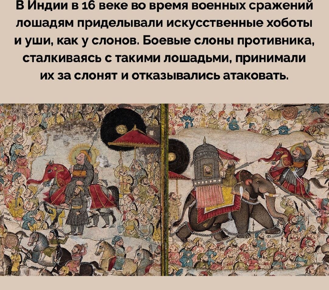 В Индии в 16 веке во время военных сражений лошадям приделывали искусственные хоботы и уши, как у слонов. Боевые слоны противника, сталкиваясь с такими лошадьми, принимали их за слонят и отказывались атаковать.