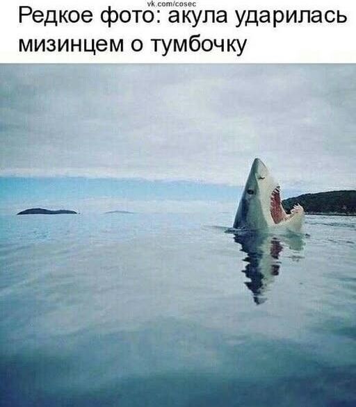 Редкое фото: акула ударилась мизинцем о тумбочку