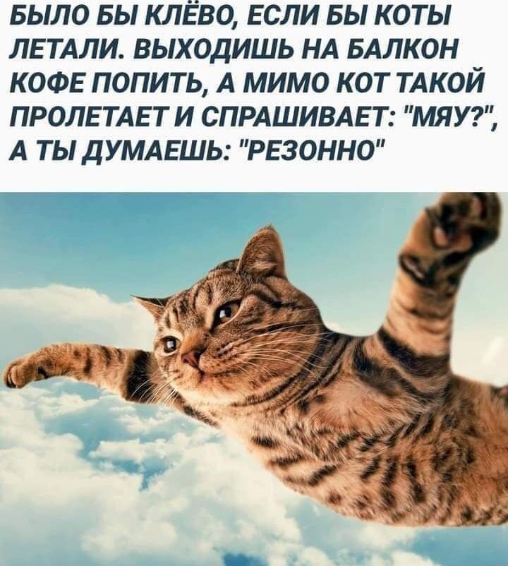 БЫЛО БЫ КЛЁВО, ЕСЛИ БЫ КОТЫ ЛЕТАЛИ. ВЫХОДИШЬ НА БАЛКОН КОФЕ ПОПИТЬ, А МИМО КОТ ТАКОЙ ПРОЛЕТАЕТ И СПРАШИВАЕТ: 