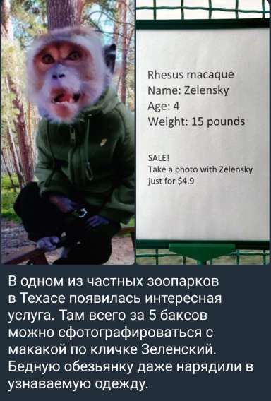 Rhesus macaque
Name: Zelensky
Age: 4
Weight: 15 pounds
SALE!
Take a photo with Zelensky just for $4.9
В одном из частных зоопарков в Техасе появилась интересная услуга. Там всего за 5 баксов можно сфотографироваться с макакой по кличке Зеленский. Бедную обезьянку даже нарядили в узнаваемую одежду.