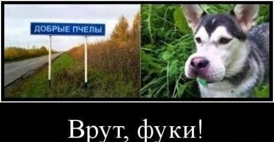 Добрые пчелы
Врут, фуки!