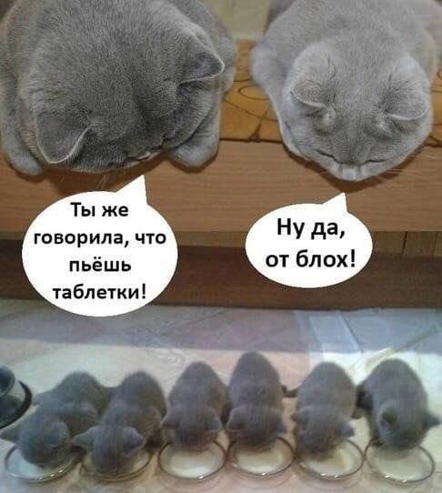 Ты же говорила, что пьешь таблетки! Ну да, от блох!