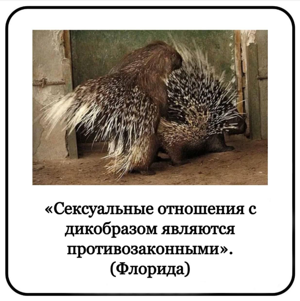 «Сексуальные отношения с дикобразом являются противозаконными». (Флорида)