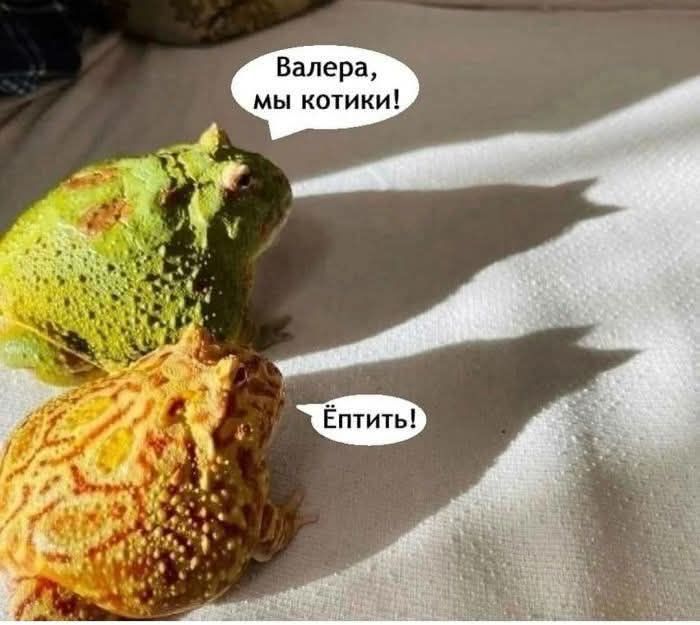 Валера, мы котики!
Ёптить!