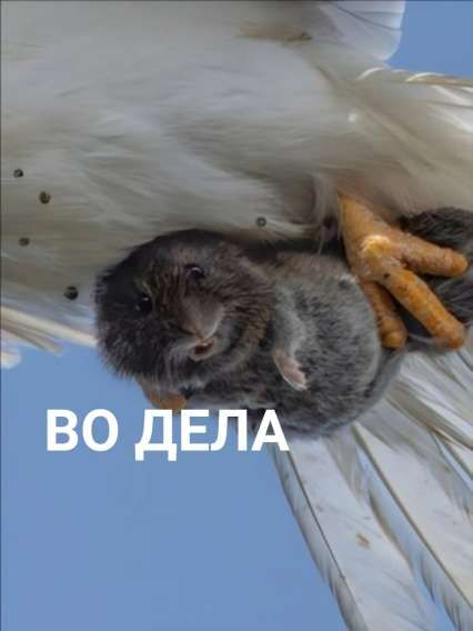 ВО ДЕЛА