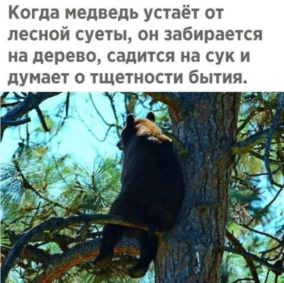 Когда медведь устаёт от лесной суеты, он забирается на дерево, садится на сук и думает о тщетности бытия.