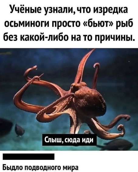 Учёные узнали, что изредка осьминоги просто 
