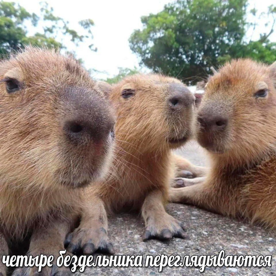четыре бездельника переглядываются