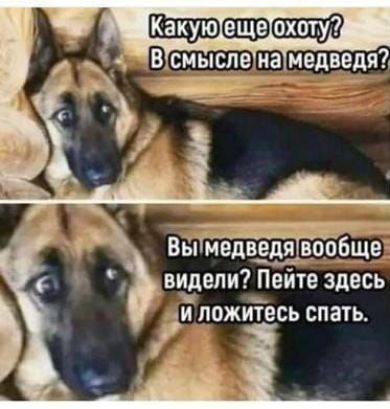 Какую еще охоту? В смысле на медведя? 
Вы медведя вообще видели? Пейте здесь и ложитесь спать.