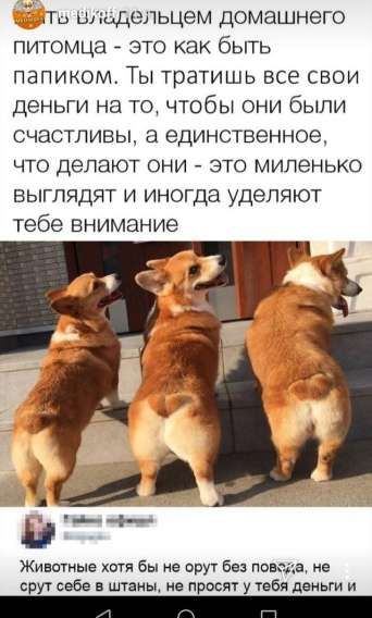 Ты владельцем домашнего питомица - это как быть папиком. Ты тратишь все свои деньги на то, чтобы они были счастливы, а единственное, что делают они - это миленько выглядят и иногда уделяют тебе внимание.
Животные хотя бы не орут без повода, не шрут себе в штаны, не просят у тебя деньги и
