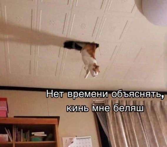 Нет времени объяснять, кинь мне беляш