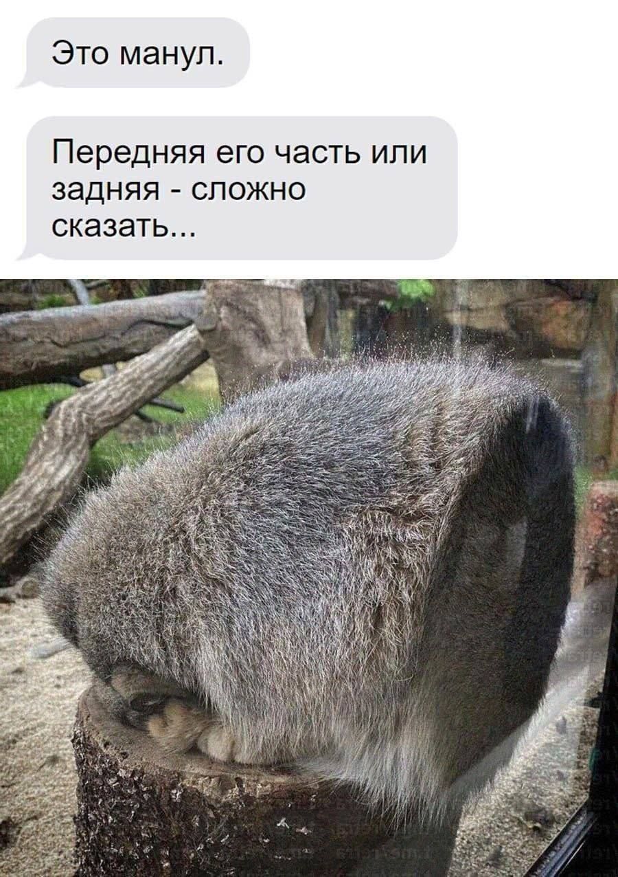 Это манул.
Передняя его часть или задняя - сложно сказать...