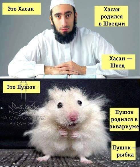 Это Хасан
Хасан родился в Швеции
Хасан — Швед
Это Пушок
Пушок родился в аквариуме
Пушок — рыбка