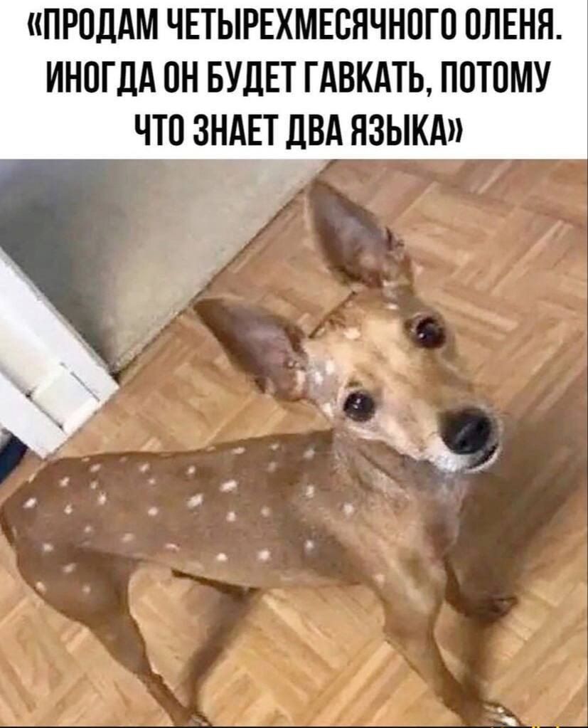 «Продаю четырехмесячного оленя. Иногда он будет гавкать, потому что знает два языка»