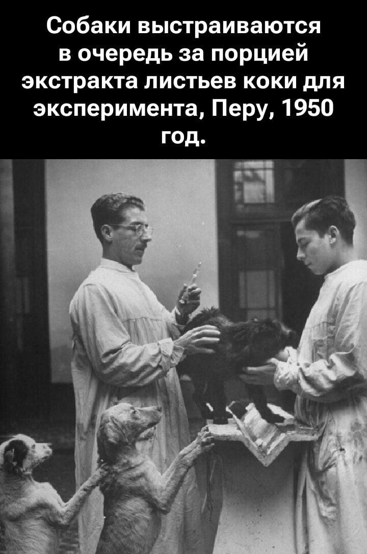 Собаки выстраиваются в очередь за порцией экстракта листьев коки для эксперимента, Перу, 1950 год.