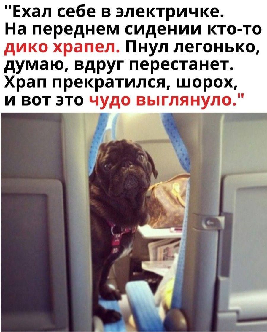 Ехал себе в электричке. На переднем сидении кто-то дико храпел. Пнул легонько, думаю, вдруг перестанет. Храп прекратился, шорох, и вот это чудо выглянуло.